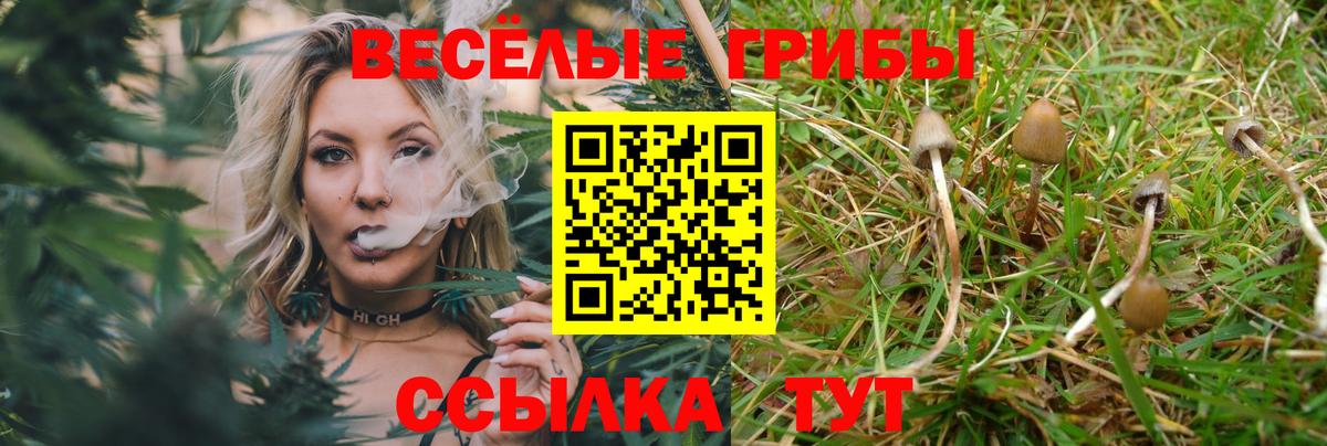 Галлюциногенные грибы Psilocybe Гулькевичи
